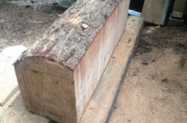 Log bench taking shape